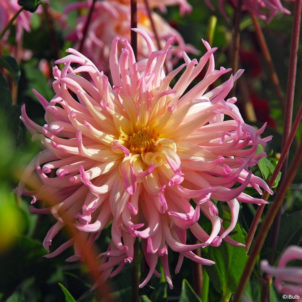 Dalia cactus Star Surprise