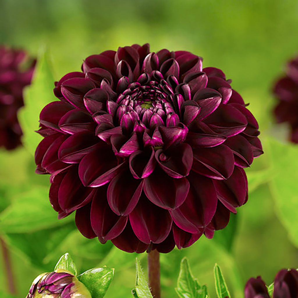 Dalia ball Dark Spirit