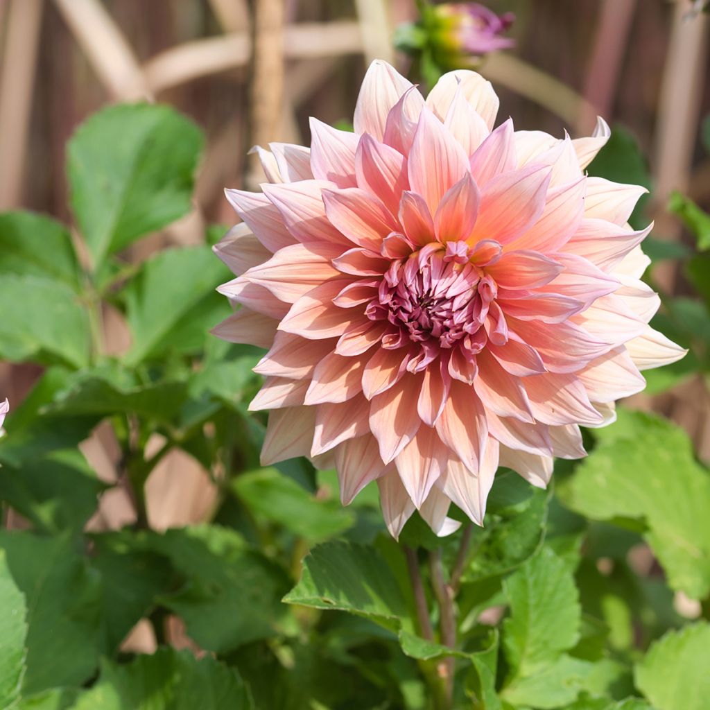 Dalia gigante Mango Madness