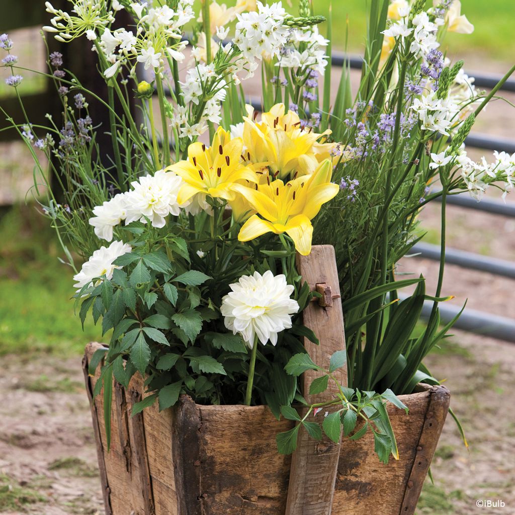 Dalia decorativa Karma Serena