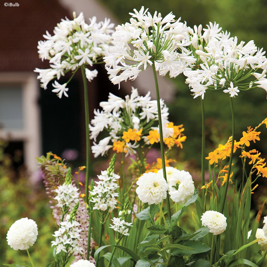 Dalia decorativa Karma Serena