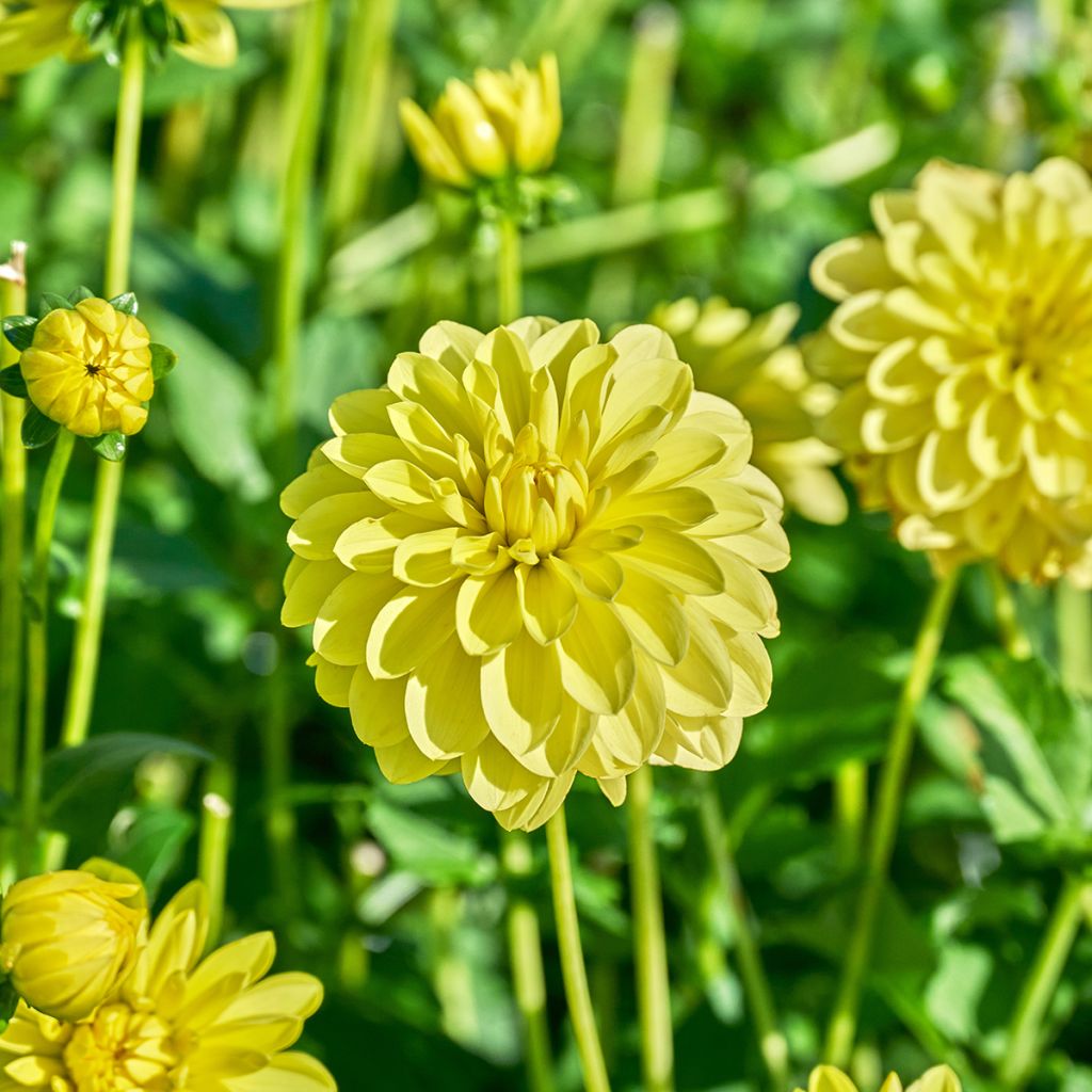 Dalia decorativa Sunlady