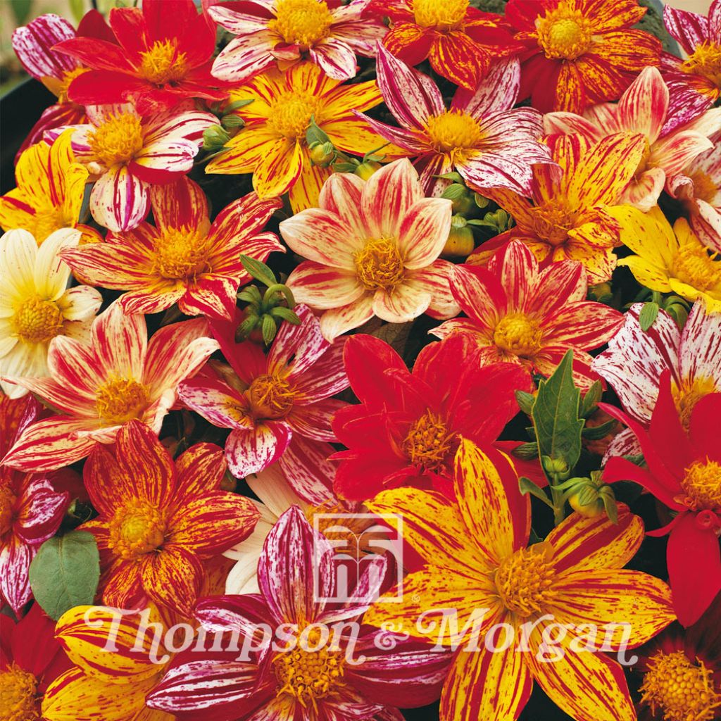 Dahlia Fireworks Mixed
