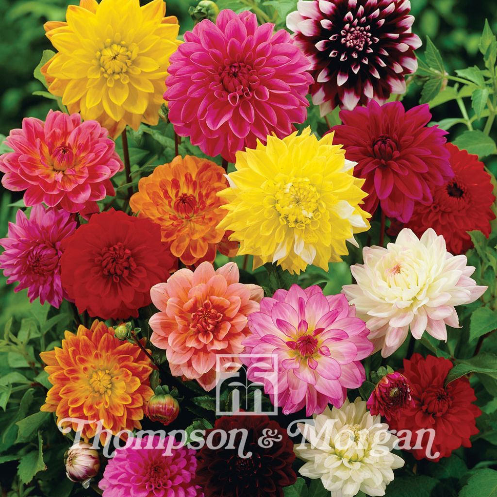 Dahlia Giant Hybrids Mixed