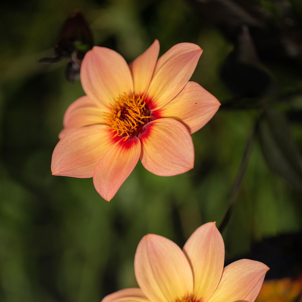 Dalia a fiore singolo Happy Single Kiss