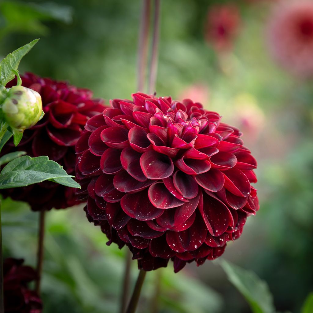 Dalia ball Dark Spirit