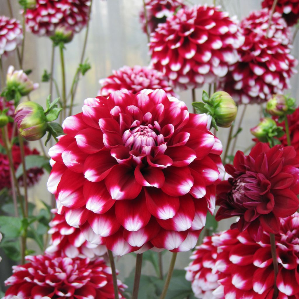 Dalia ball Quinty