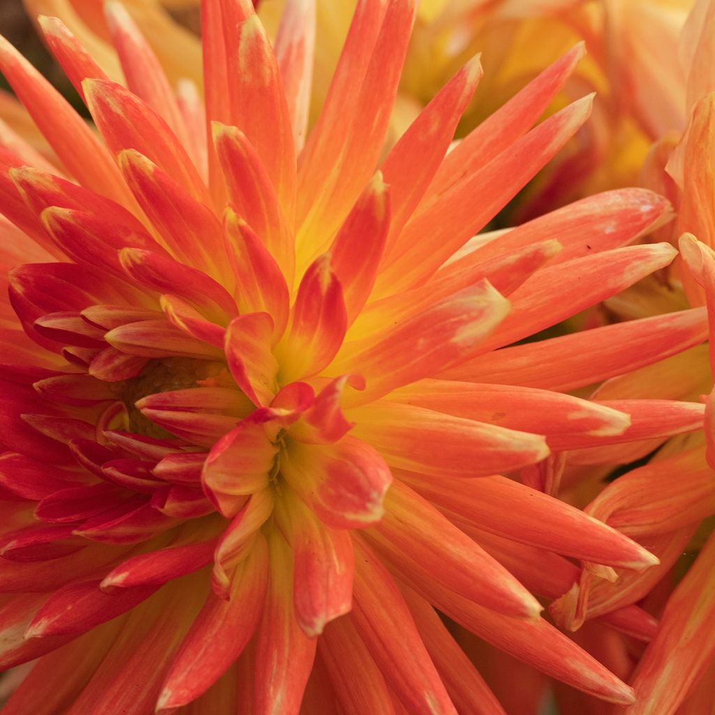 Dalia cactus Park Record
