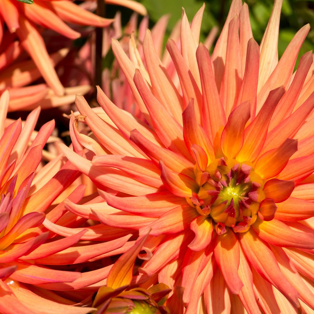 Dalia cactus Park Record