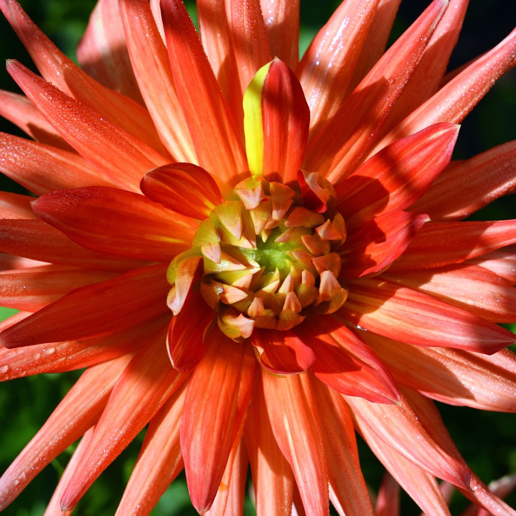 Dalia cactus Park Record
