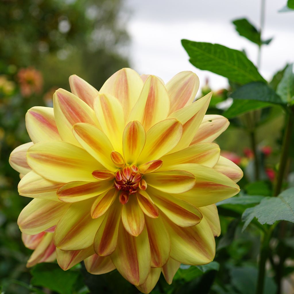 Dalia Happy Butterfly