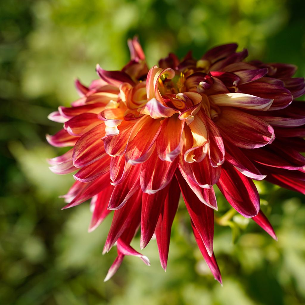 Dalia decorativa Akita