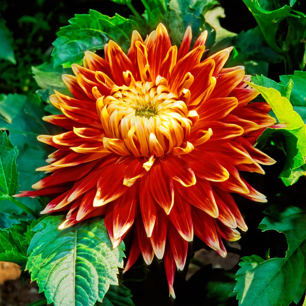 Dalia decorativa Akita