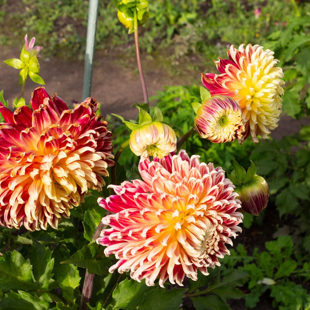 Dalia decorativa Akita