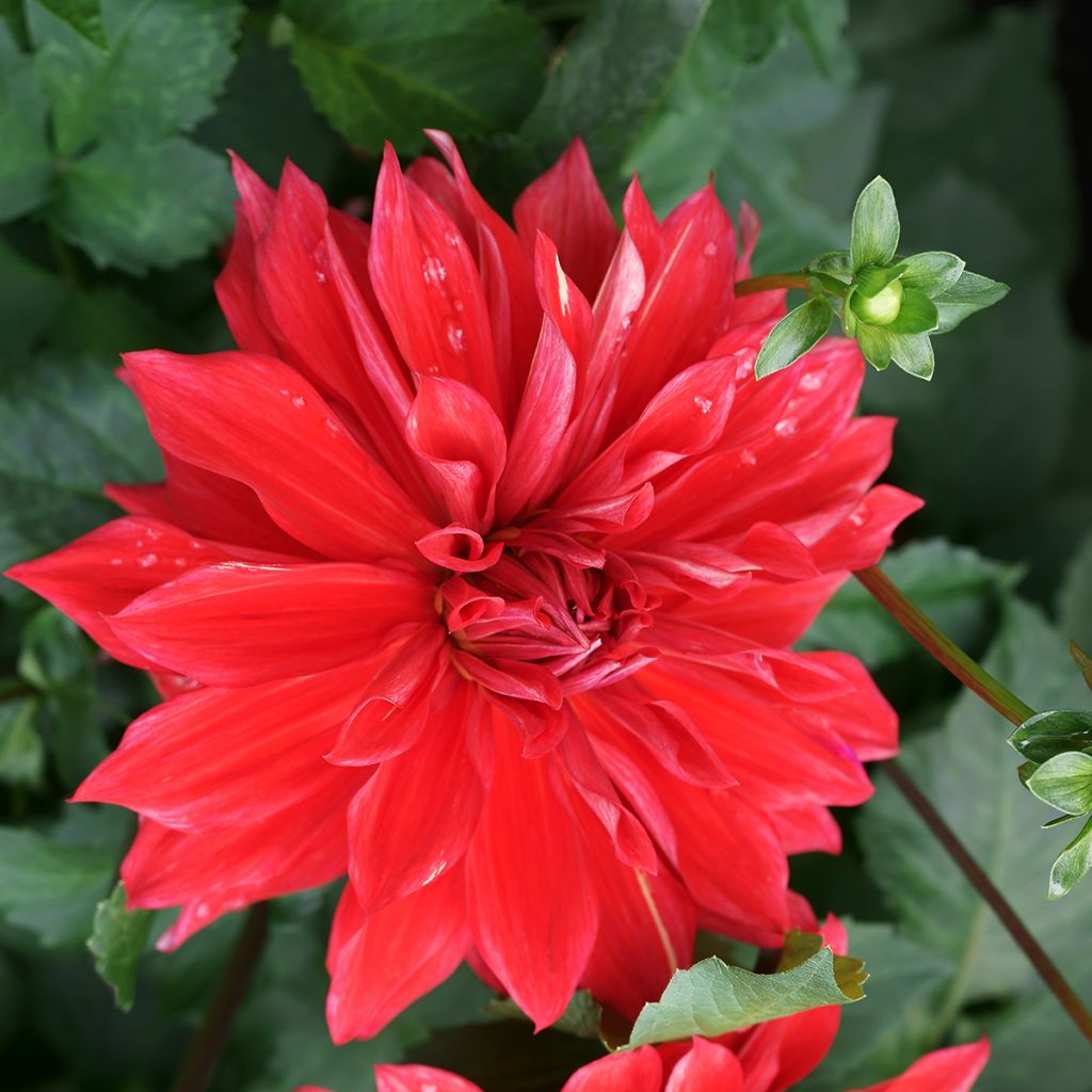 Dalia decorativa Babylon rouge