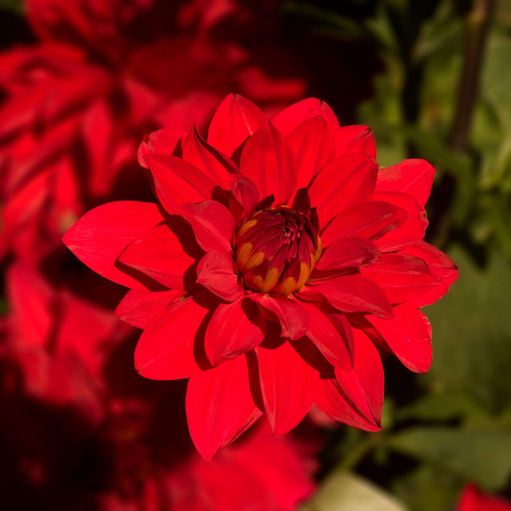 Dalia decorativa Babylon rouge