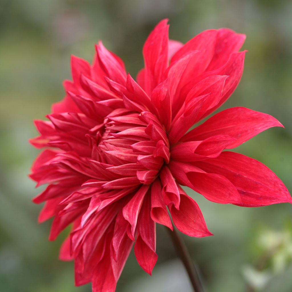 Dalia decorativa Babylon rouge