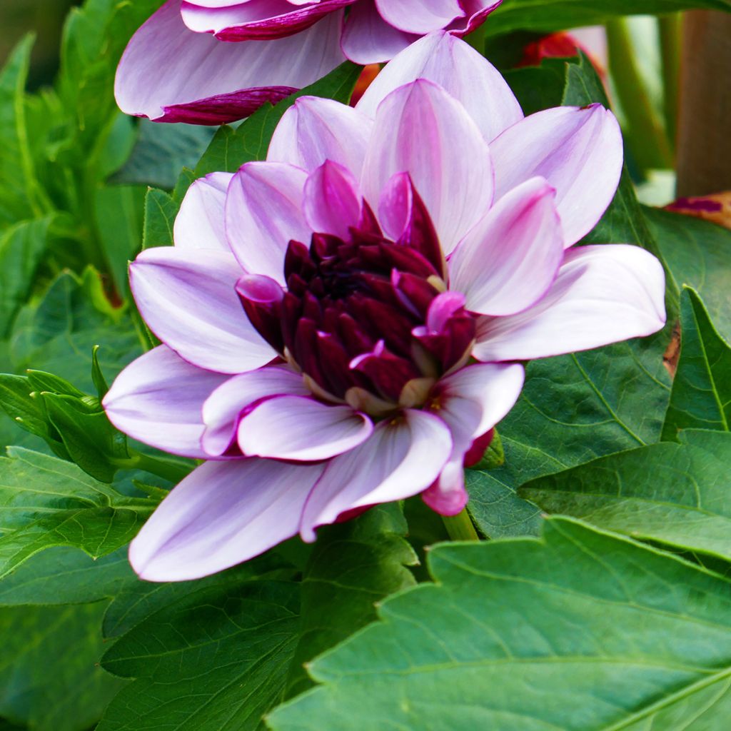 Dalia decorativa Creme de Cassis