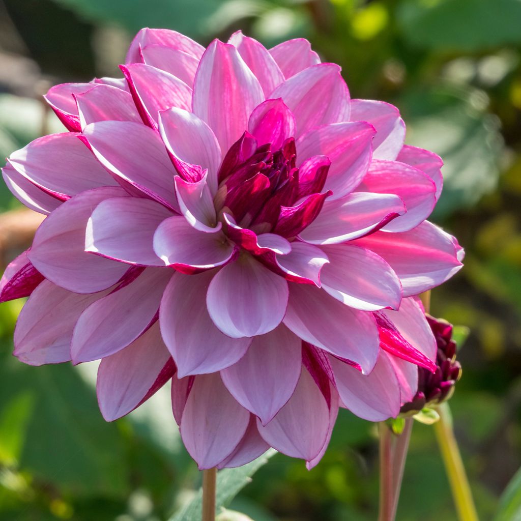 Dalia decorativa Creme de Cassis