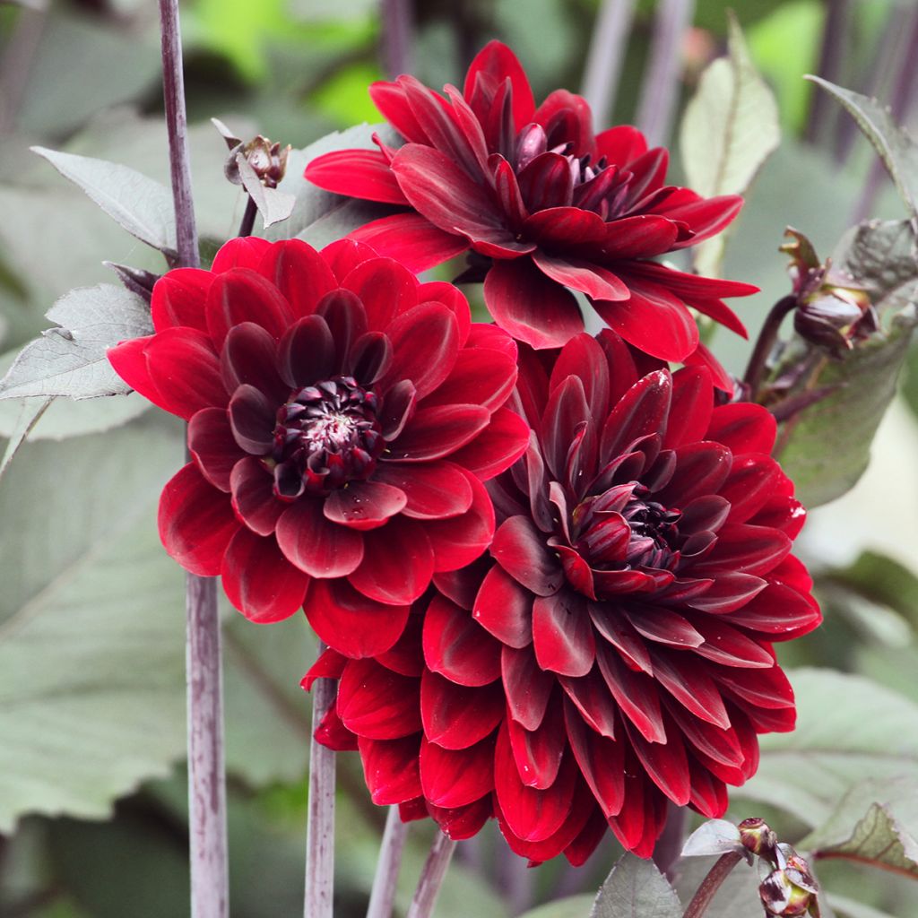Dalia decorativa Karma Choc