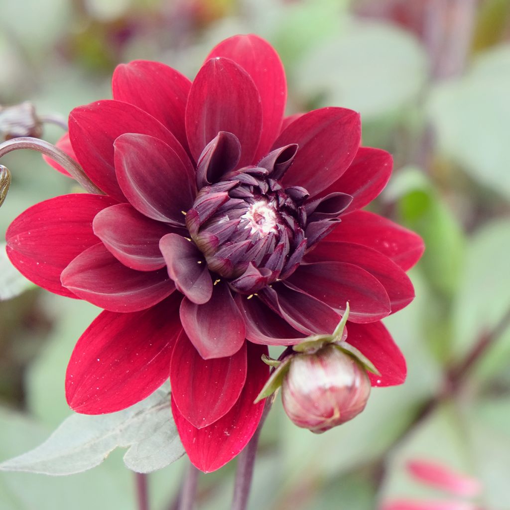 Dalia decorativa Karma Choc