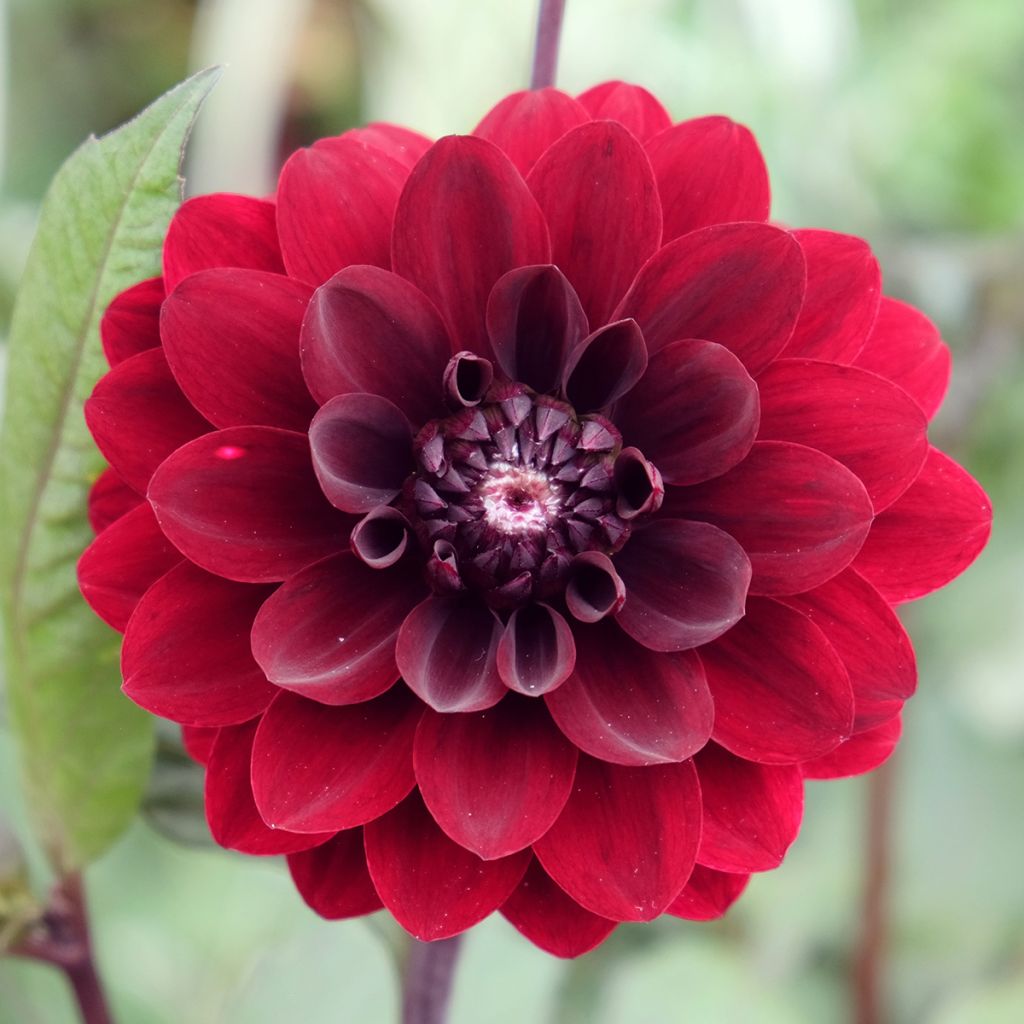 Dalia decorativa Karma Choc