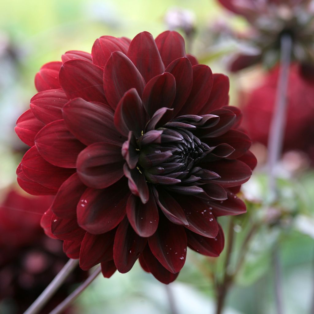 Dalia decorativa Karma Choc