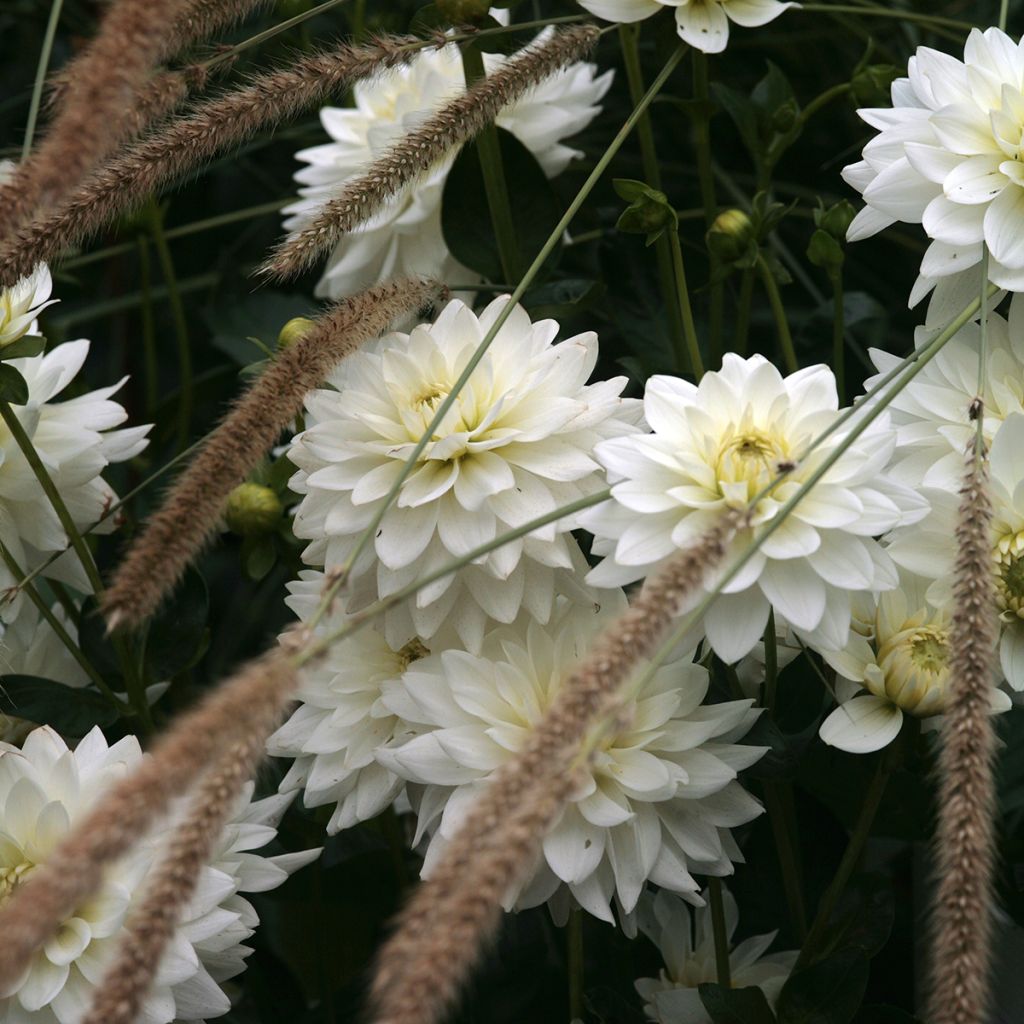 Dalia decorativa Karma Maarten Zwaan