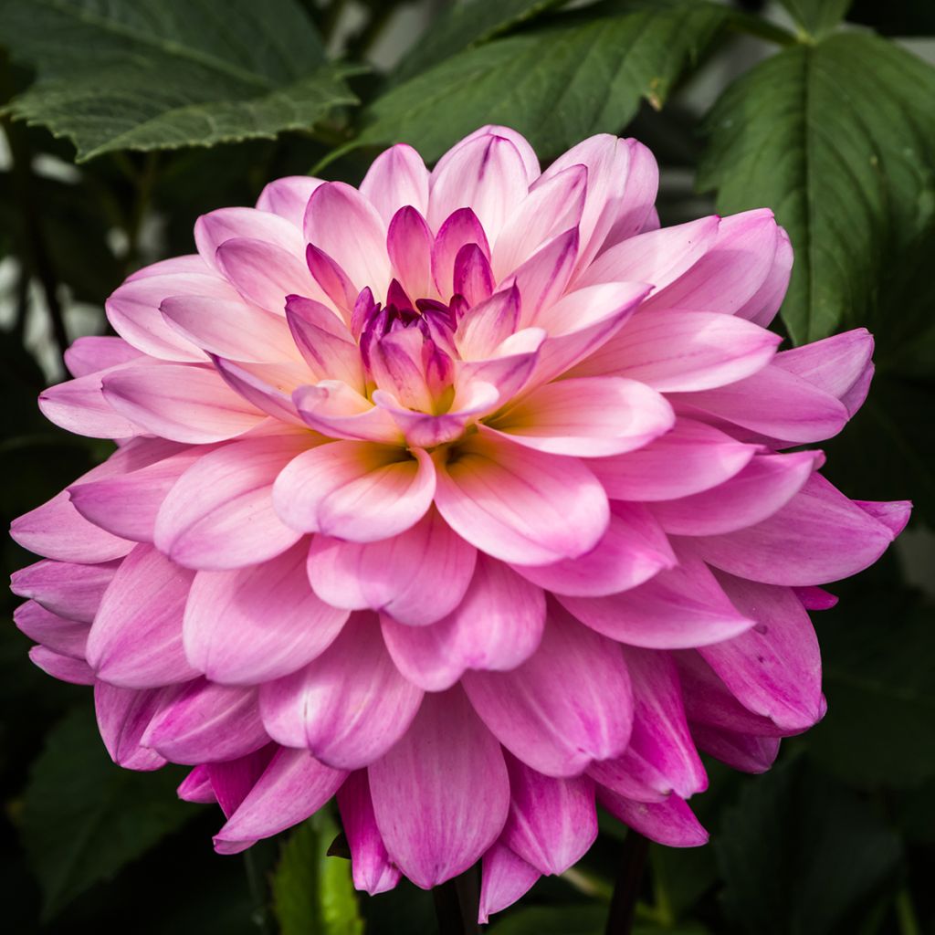 Dalia decorativa Karma Prospero