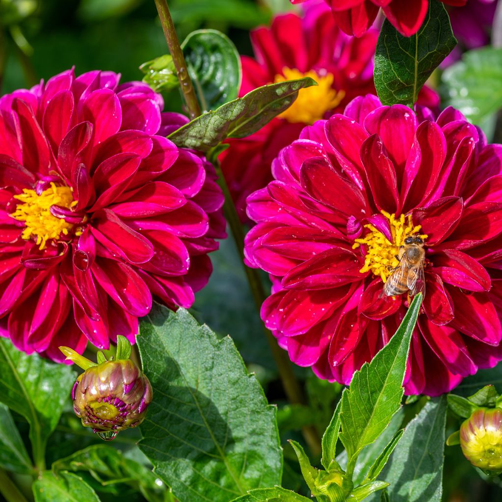 Dalia decorativa Le Baron