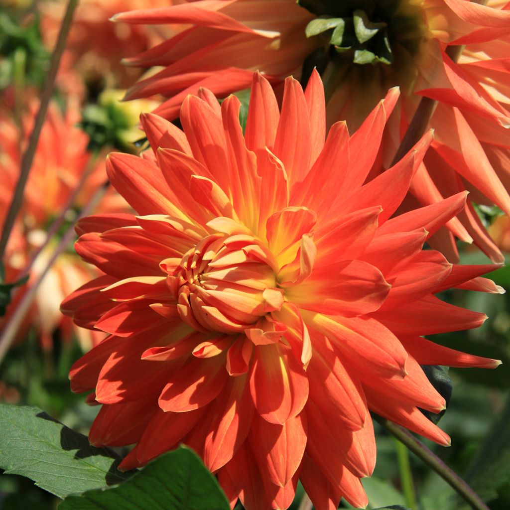 Dalia decorativa Motto