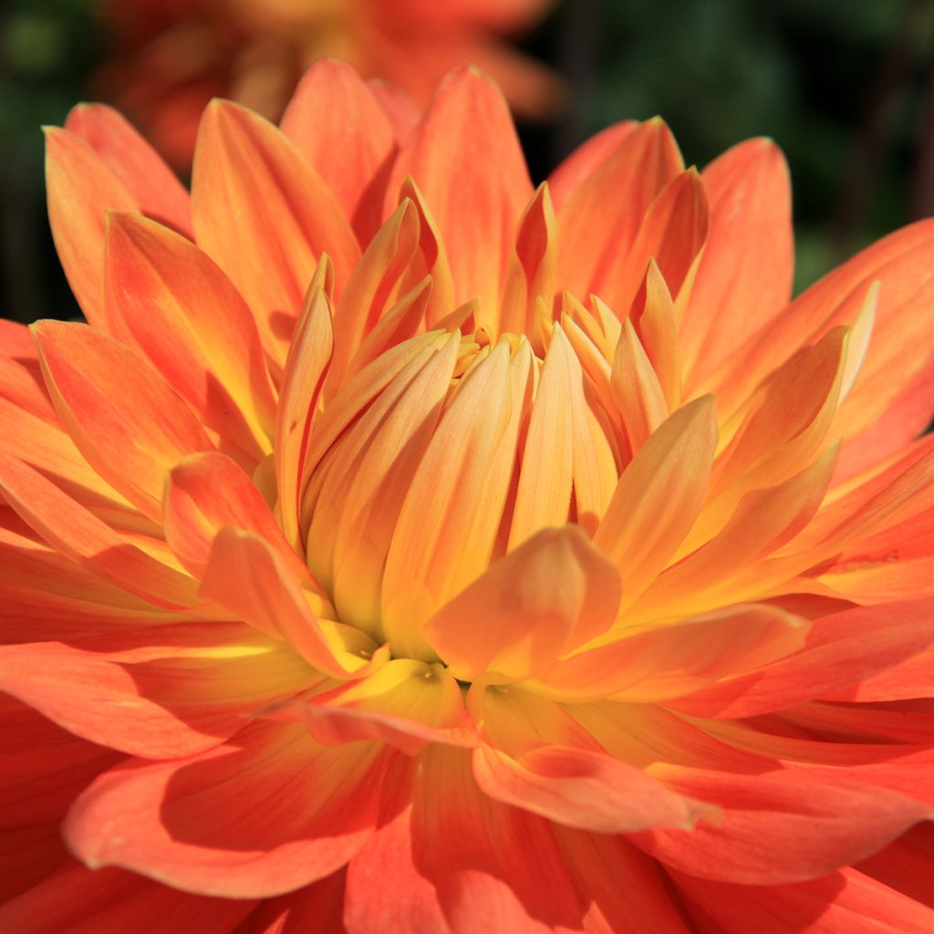 Dalia decorativa Motto