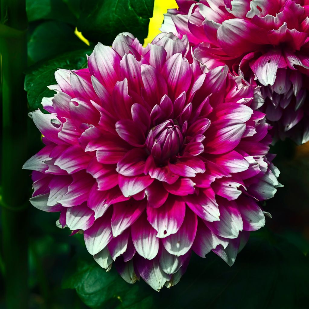 Dalia decorativa Mystery Day