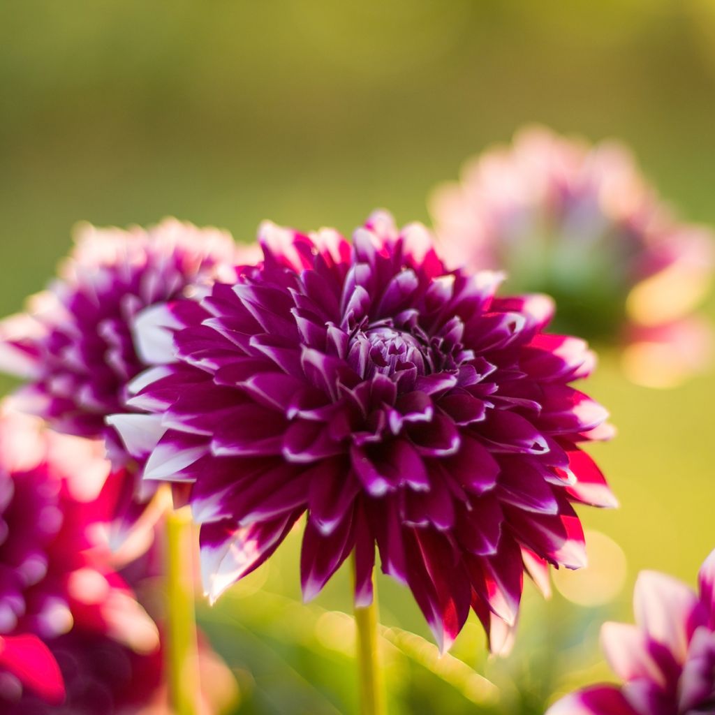 Dalia decorativa Mystery Day