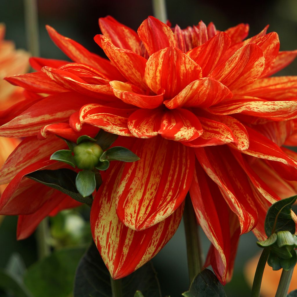 Dalia decorativa Neo