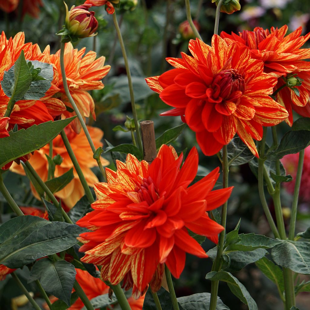 Dalia decorativa Neo