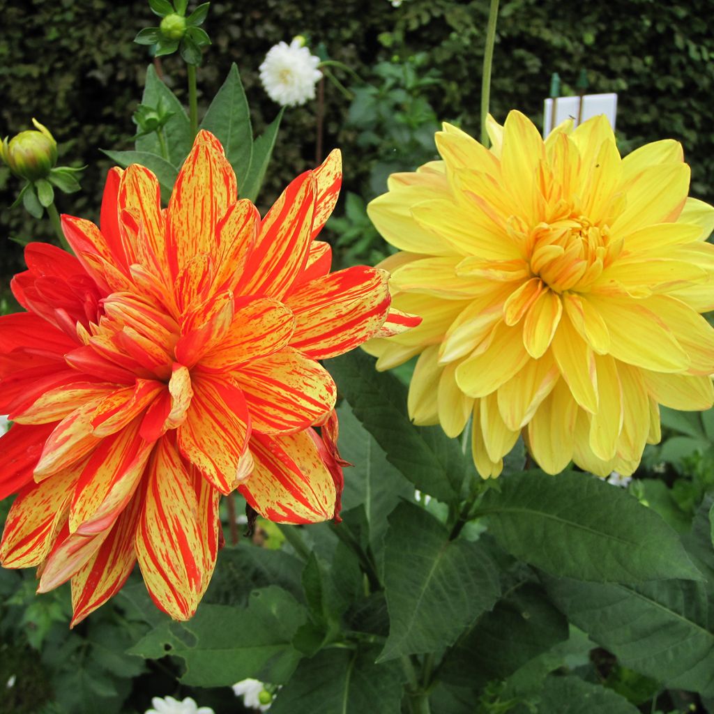 Dalia decorativa Neo