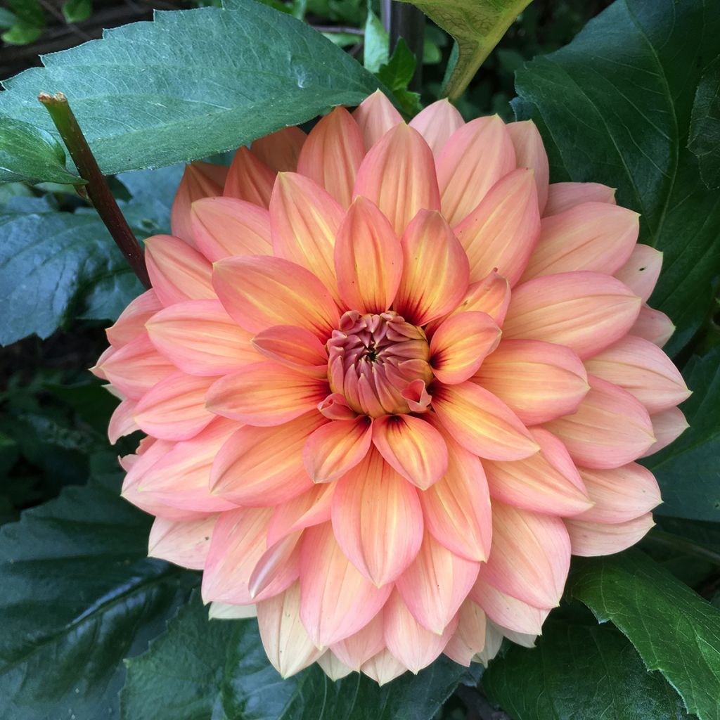 Dalia decorativa Nicholas