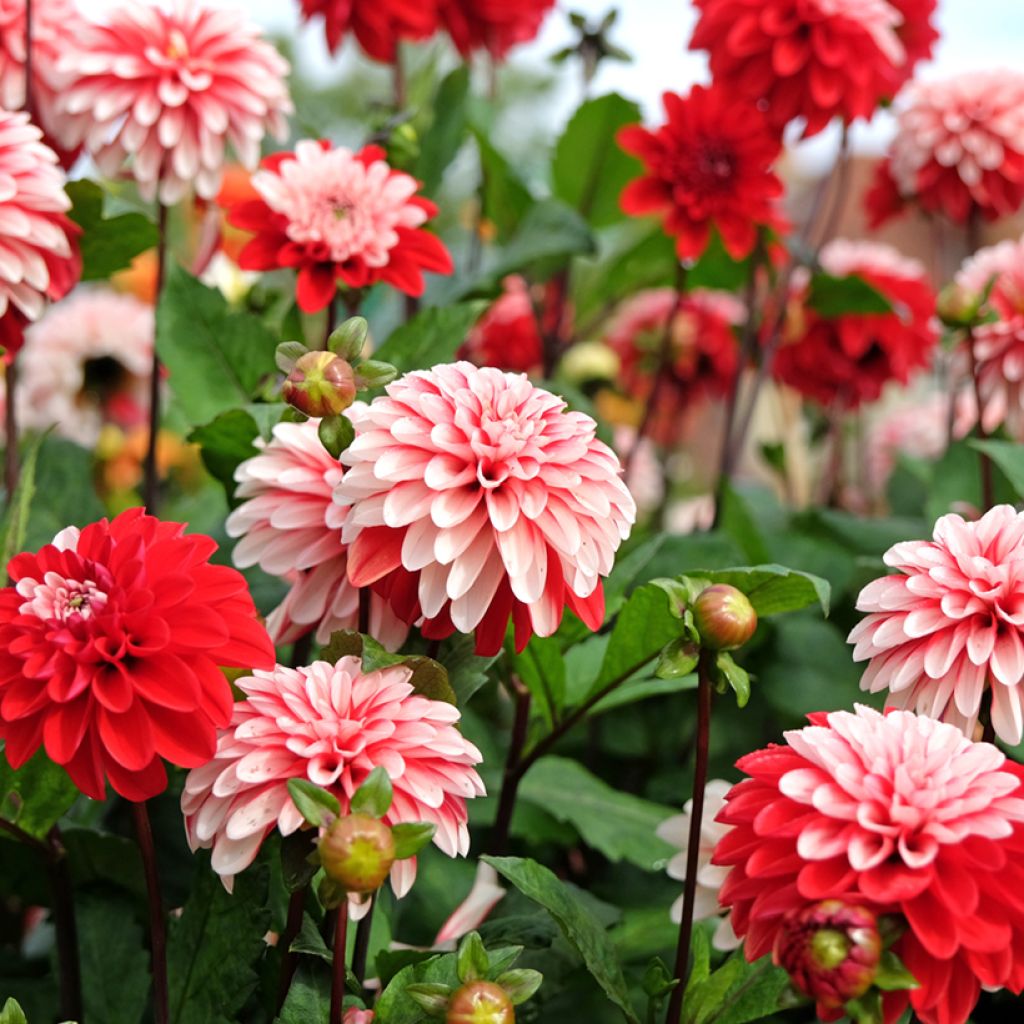 Dalia decorativa Pacific time