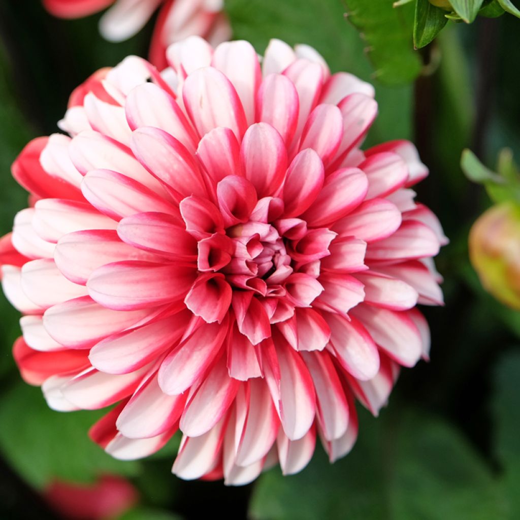 Dalia decorativa Pacific time