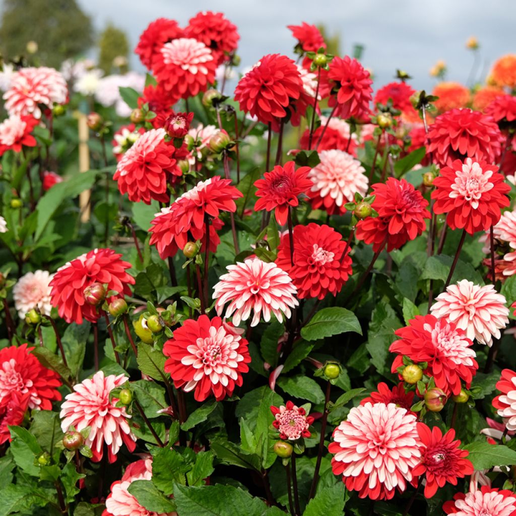 Dalia decorativa Pacific time