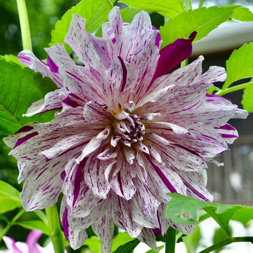 Dalia decorativa Taiheiyo