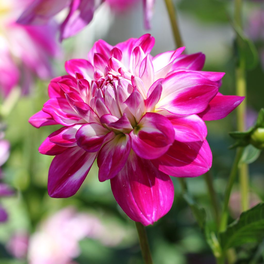 Dalia decorativa Saint Martin
