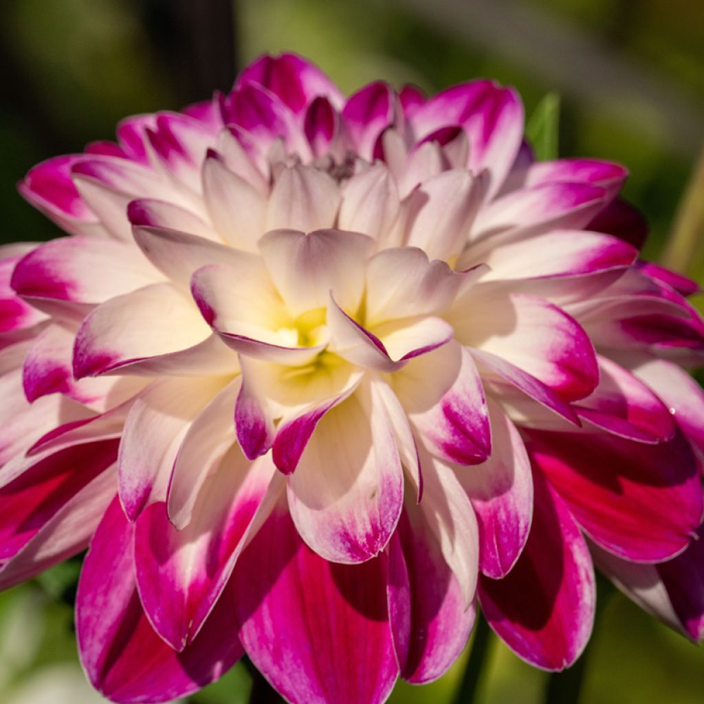 Dalia decorativa Saint Martin