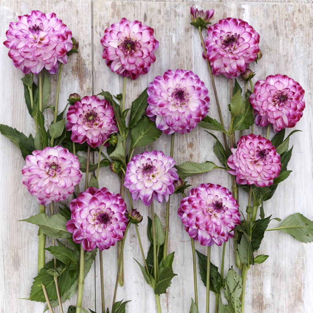 Dalia decorativa Stardust