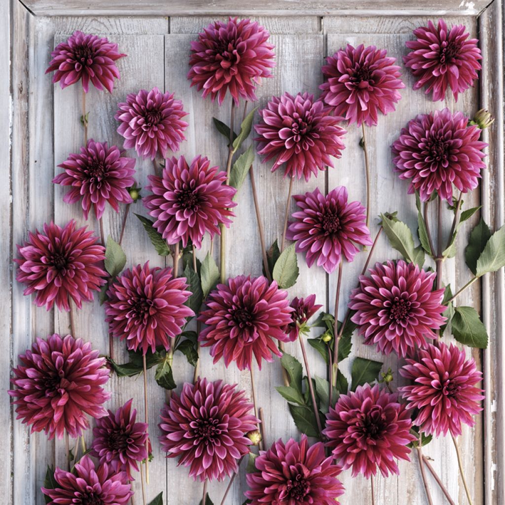 Dalia decorativa Tanita