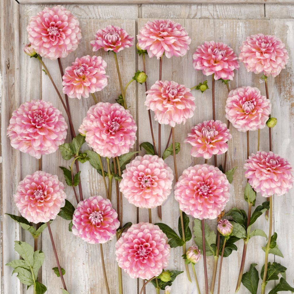 Dalia decorativa Trustfull