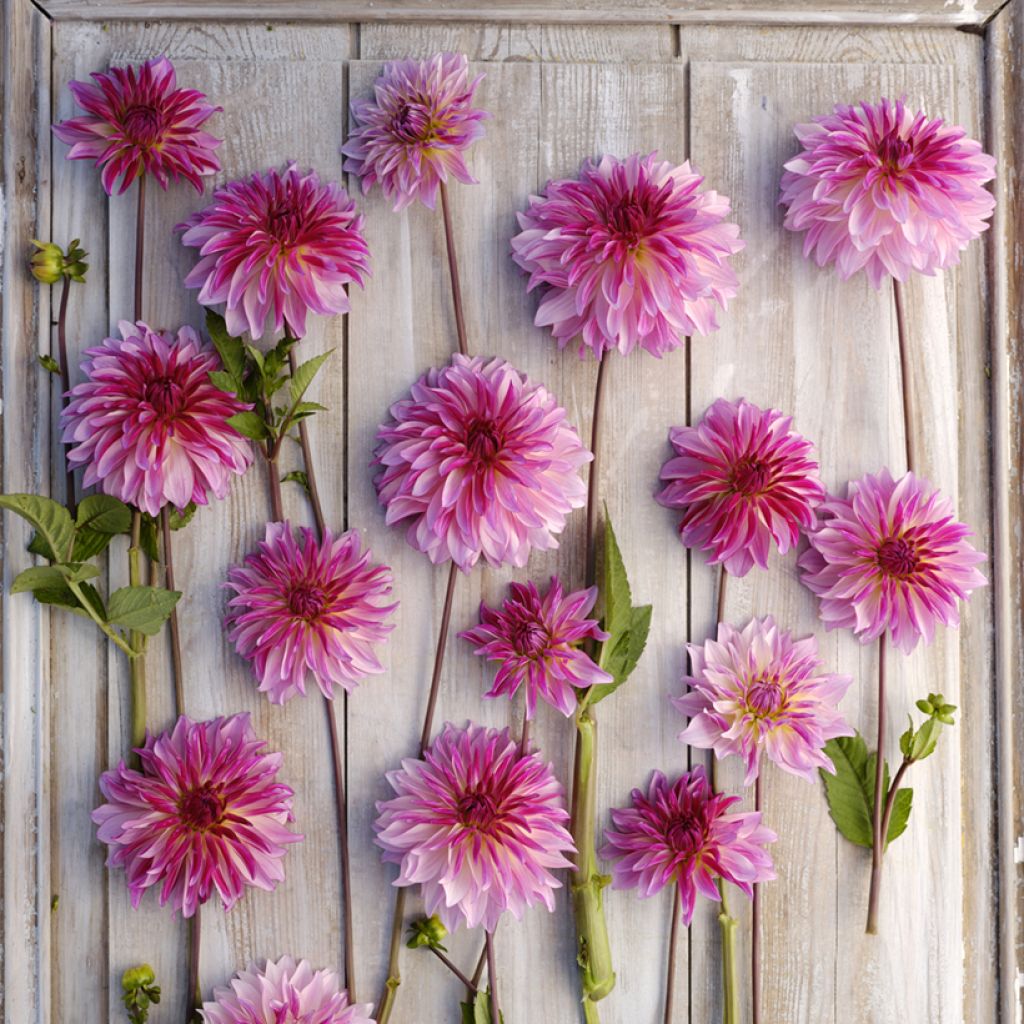 Dalia decorativa Violet Dance