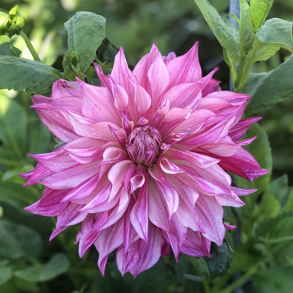 Dahlia géant Café Au Lait Royal