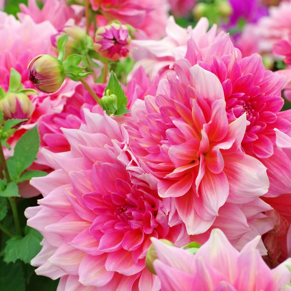 Dalia decorativa Otto's Thrill